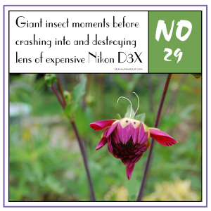 ppNovember29th-harrop